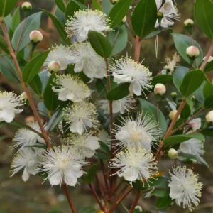 Mirto (Myrtus communis): El Aroma del Mediterráneo