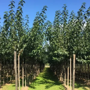 morera sin fruto morus alba fruitless