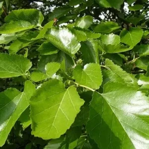 morus alba fruitless en vivero