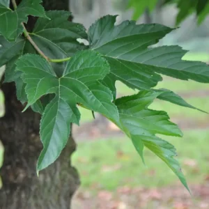 morus alba fruitless hoja y tronco