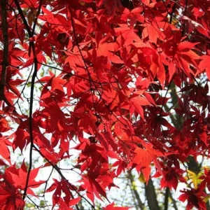 masu okagami acer detalle hoja