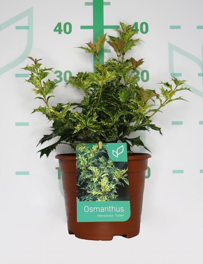 Osmanthus 'Tricolor': El Perfume Secreto del Otoño - Imagen 3