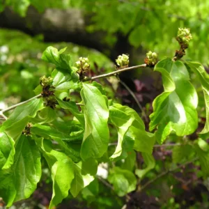 parrotia persica hoja