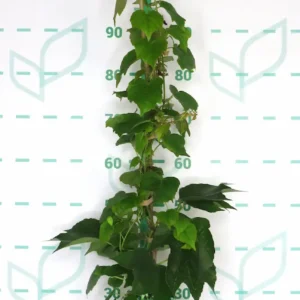 parra virgen en contenedor de 5,5 litros