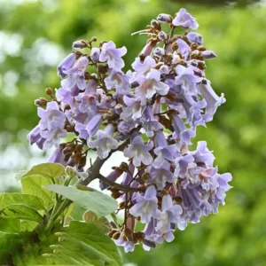 paulownia tomentosa flor