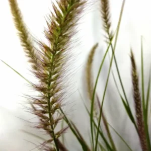 pennisetum