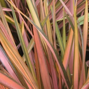Phormium ‘Pink Panther’ | Formio Rosa-Bronce Intenso