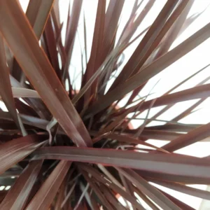 Phormium ‘Amazing Red’ | Formio Rojo Intenso