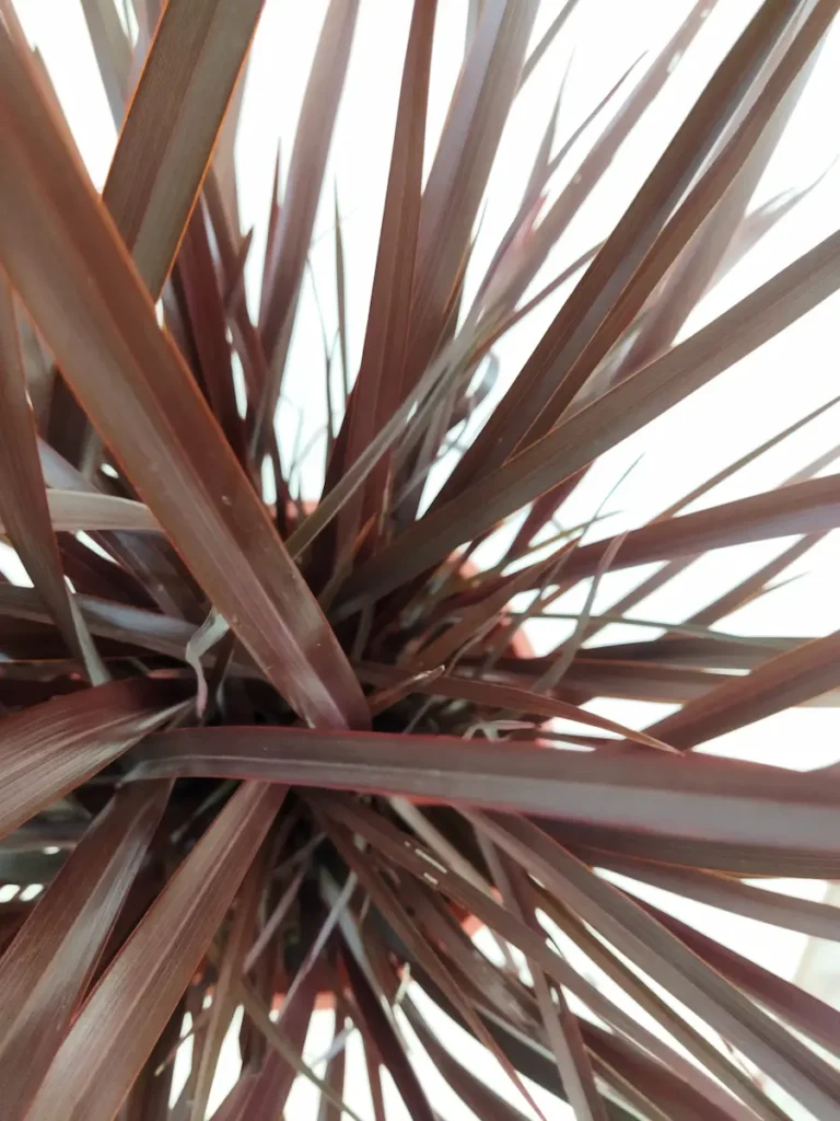 Phormium ‘Amazing Red’ | Formio Rojo Intenso