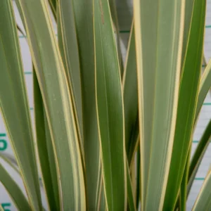 Formio Variegado (Phormium tenax 'Variegatum')