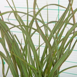 Phormium ‘Surfer Green’ | Formio de Hoja Rizada