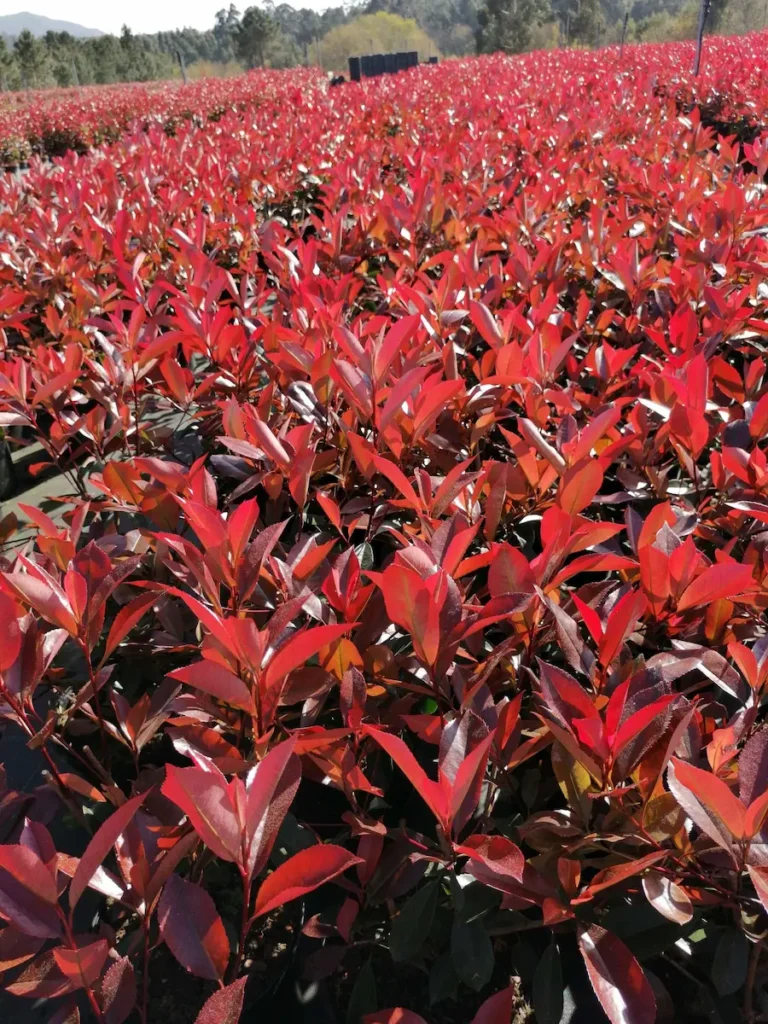 photinia pack