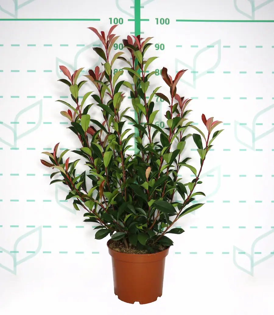 Photinia 'Carre Rouge' (Fotinia 'Carro Rojo') - Imagen 3