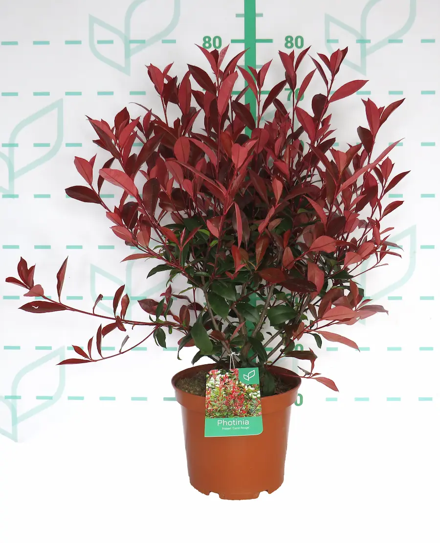 Photinia 'Carre Rouge' (Fotinia 'Carro Rojo') - Imagen 5