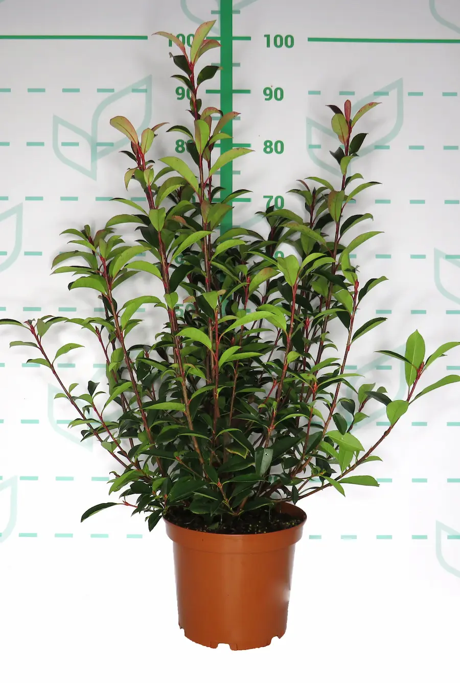 Photinia 'Carre Rouge' (Fotinia 'Carro Rojo') - Imagen 4