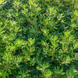 pittosporm tobira formando seto