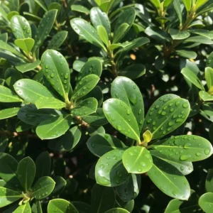 pittosporum tobira