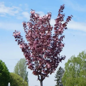 prunus serrulata royal burgundy detalles