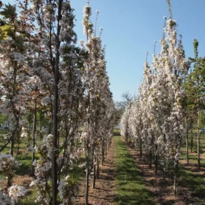 prunus serrulata amanonawa detalles