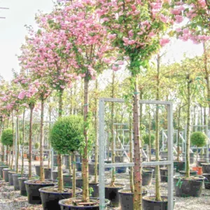 Cerezo japones kanzan en vivero, floración primaveral