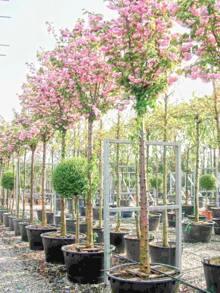 Cerezo japones kanzan en vivero, floración primaveral