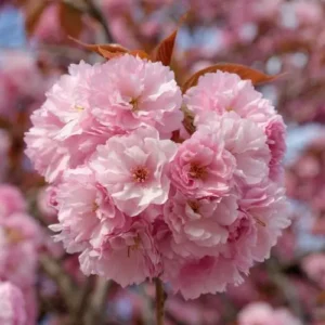 Prunus serrulata kanzan flor