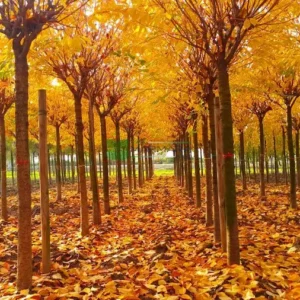 serrulata kanzan en vivero