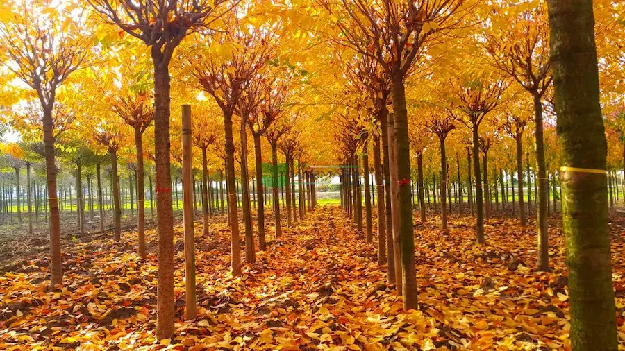 serrulata kanzan en vivero