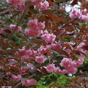 Cerezo Japonés 'Royal Burgundy': La Magia del 'Kanzan' en Púrpura