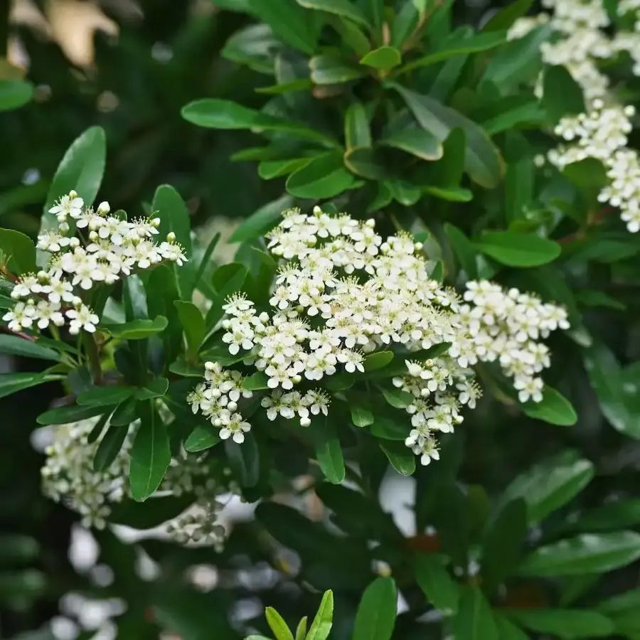 Espino de Fuego (Pyracantha coccinea): Belleza Defensiva para tu Jardín - Imagen 3