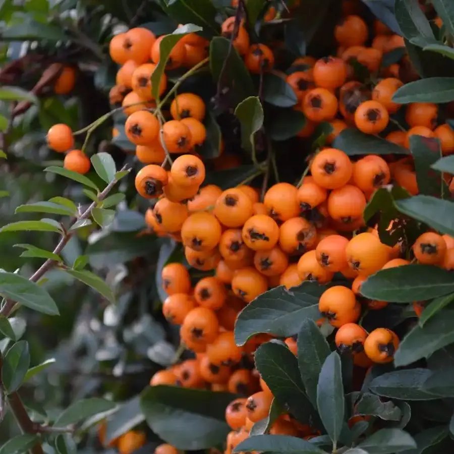 seto de pyracantha