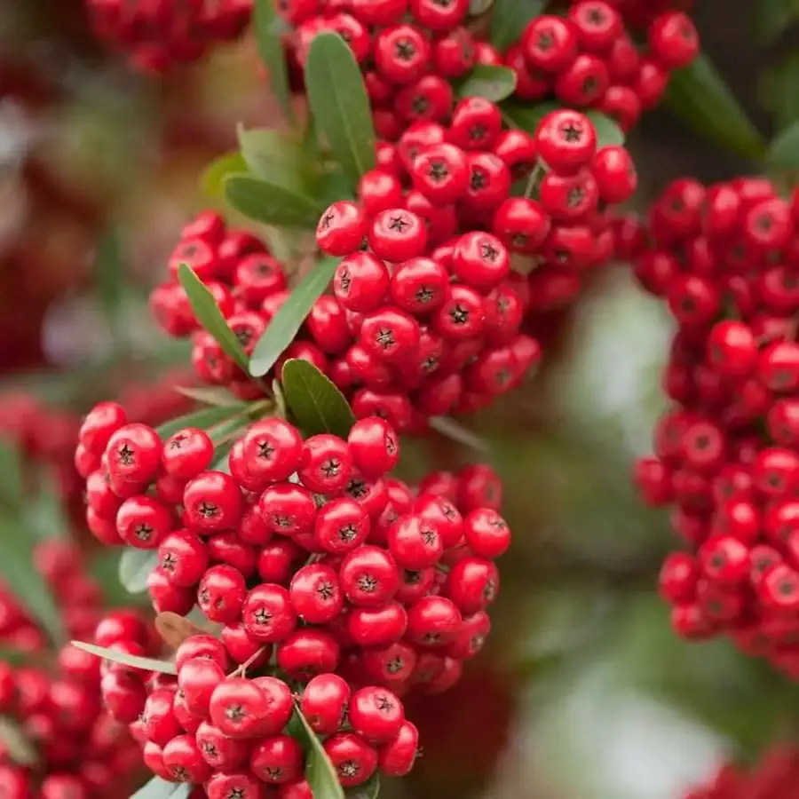 Espino de Fuego (Pyracantha coccinea): Belleza Defensiva para tu Jardín - Imagen 4