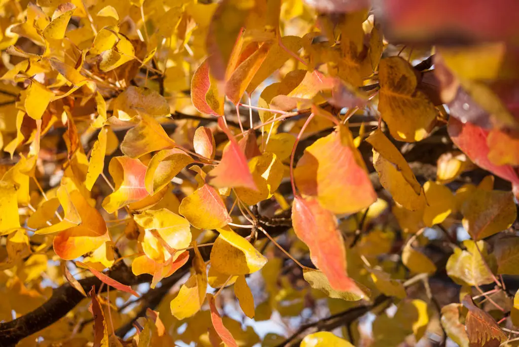 pyrus calleriana otoño hoja pyrus calleriana