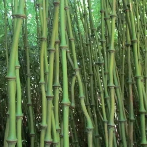 Bambú 'Bastón de Buda Andante' (Qiongzhuea tumidissinoda)