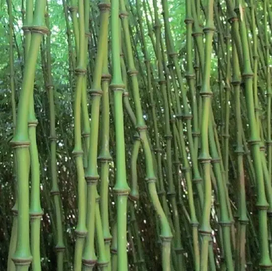 Bambú 'Bastón de Buda Andante' (Qiongzhuea tumidissinoda)