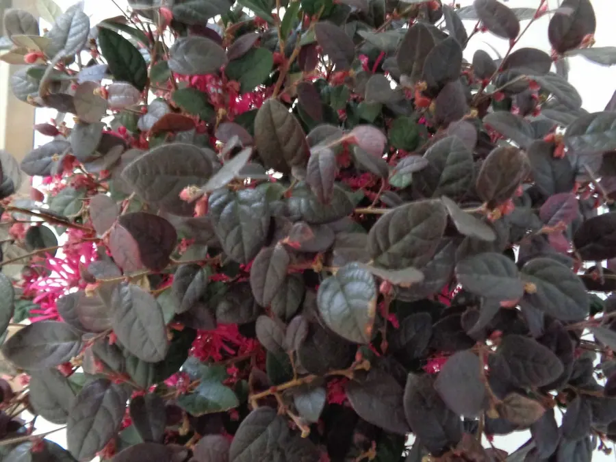 Loropétalo (Loropetalum chinense): Fuego Fucsia sobre Seda Púrpura - Imagen 5