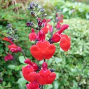 Salvia 'Royal Bumble' (Salvia microphylla)