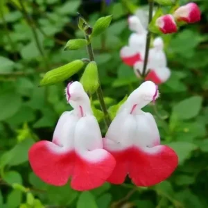 Salvia greggii 'Hot Lips'