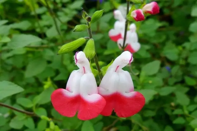 salvia hot lip preciosa vivaz