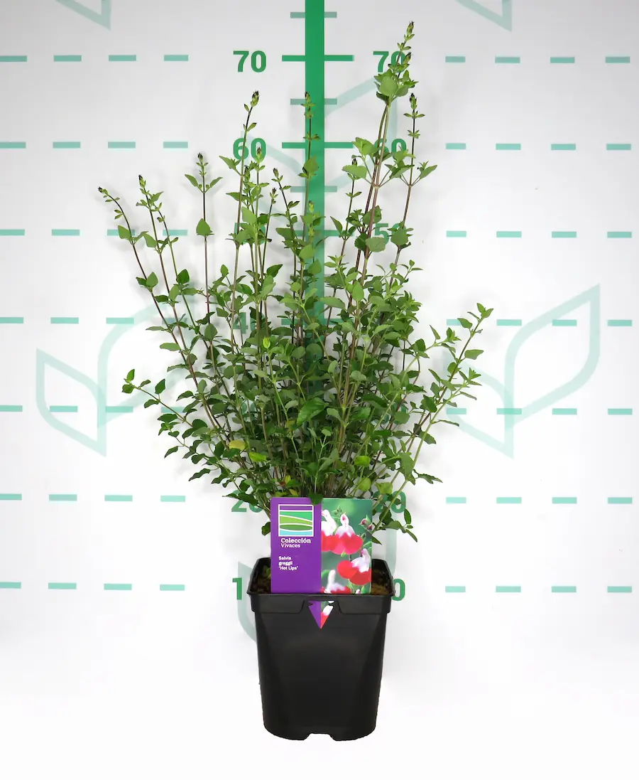 Salvia greggii 'Hot Lips' - Imagen 3