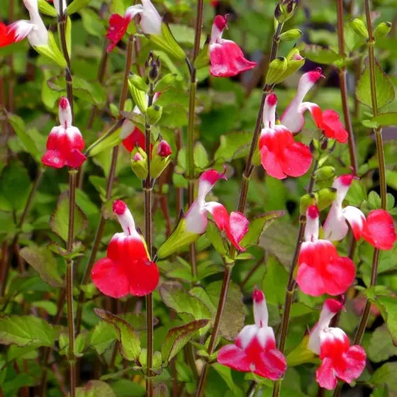 salvia microphylla