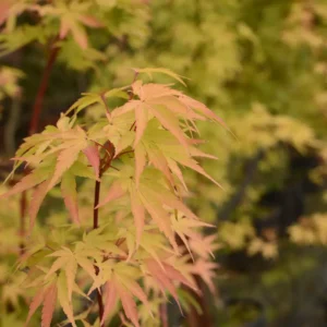 acer sango kaku