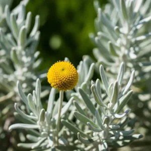 Santolina (Santolina chamaecyparissus): La Plata del Jardín Mediterráneo