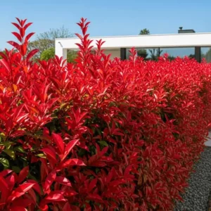 seto de fotinia espectacular colorido que delimita zonas del jardín