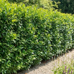 hoja prunus laurocerasus