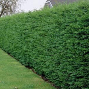 seto de leylandii habitual en Madrid