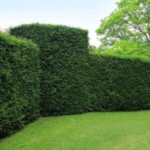 taxus baccata tejo común