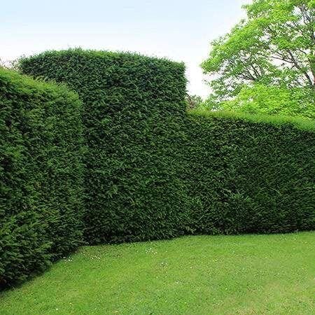 taxus baccata tejo común