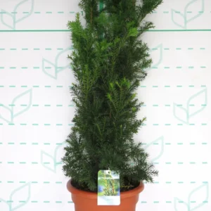 taxus media hicksii