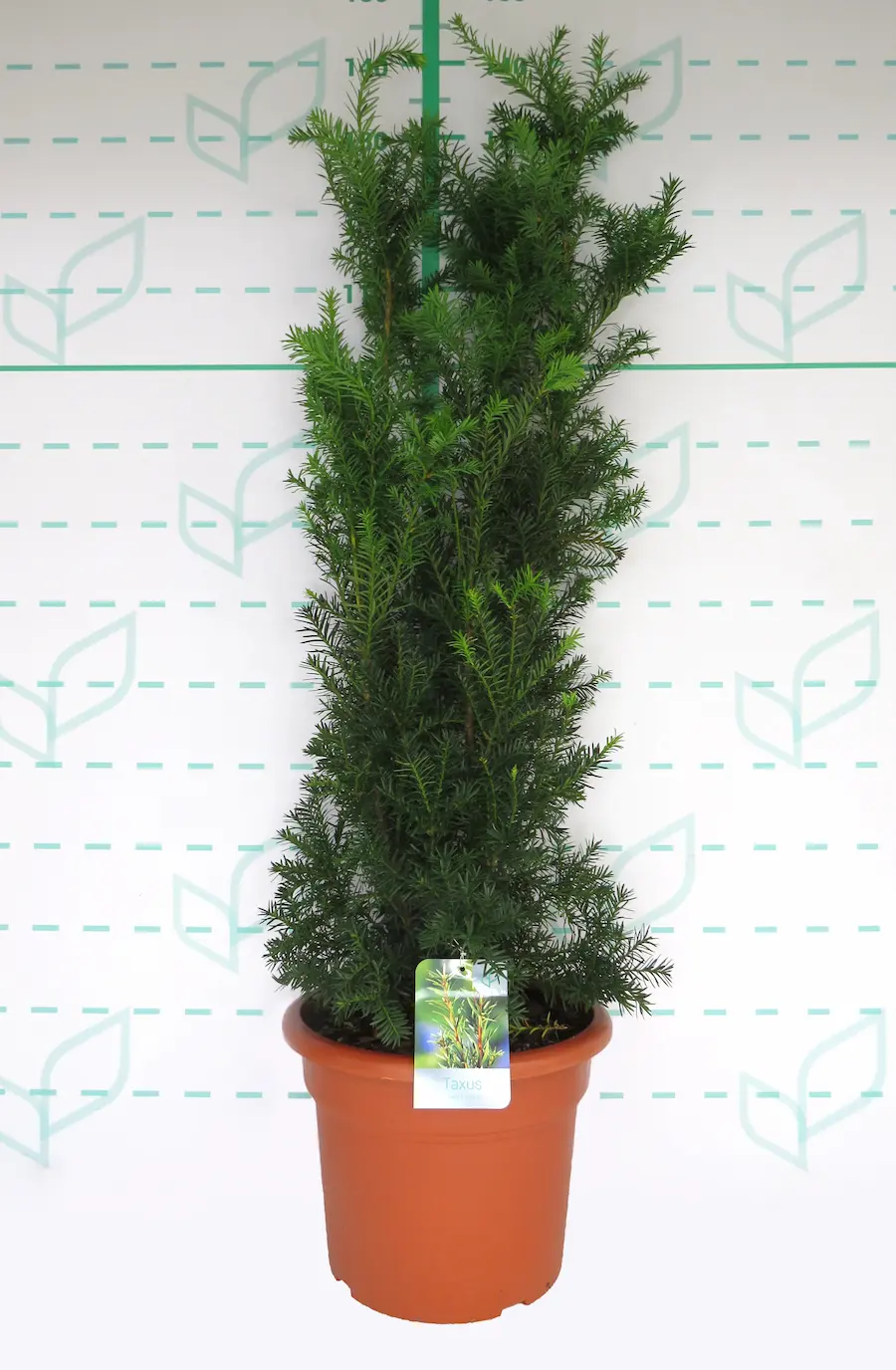 taxus media hicksii